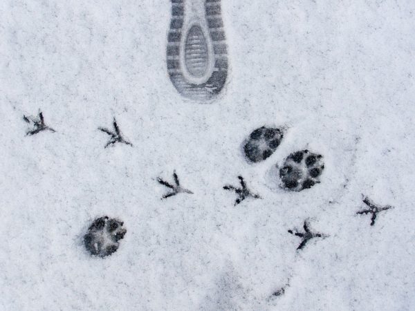 Zakopane - obóz detektywistyczny - Górski Śledczy: Zakopiańskie Zagadki - obrazek 2