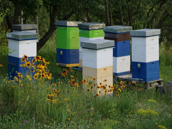 Podlasie - Siemiatycze - obóz rekreacyjny - Podlaskie przygody - obrazek 4