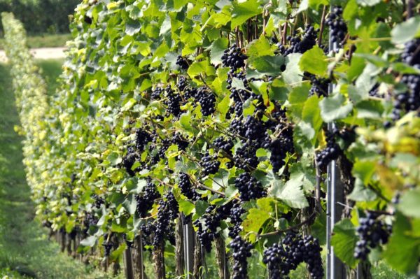 Winobranie w Zielonej Górze - obrazek 4
